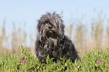 PETIT CHIEN LION 029
